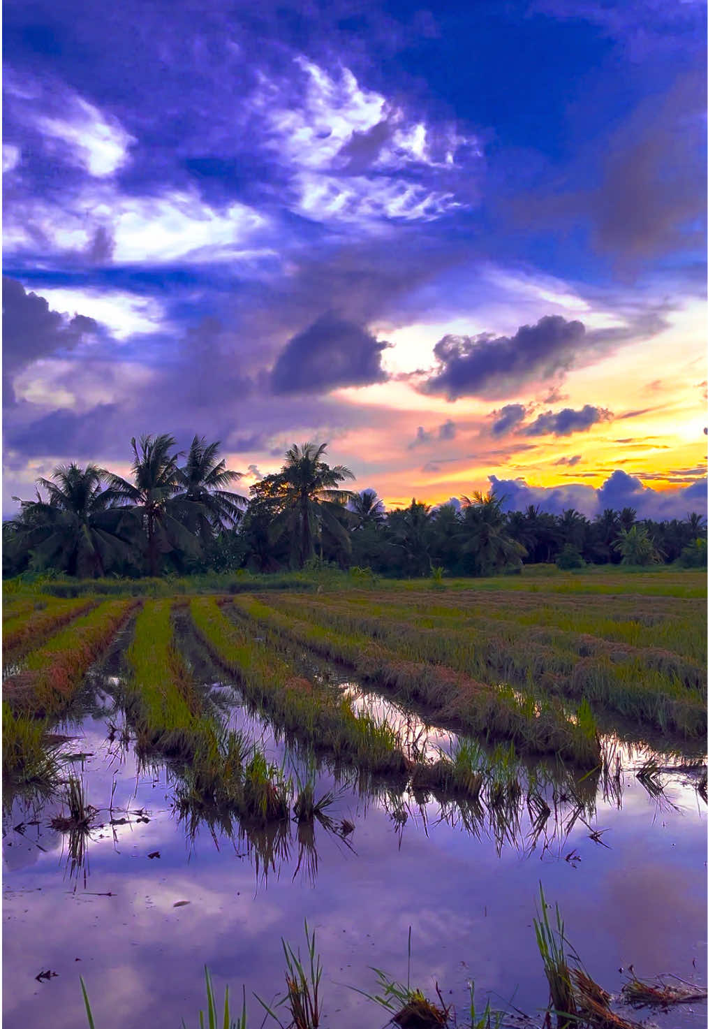 Có ai chịu lấy vợ, lấy chồng làm dâu miền tây hong nà...❤️❤️🌾🪺🦗🌴