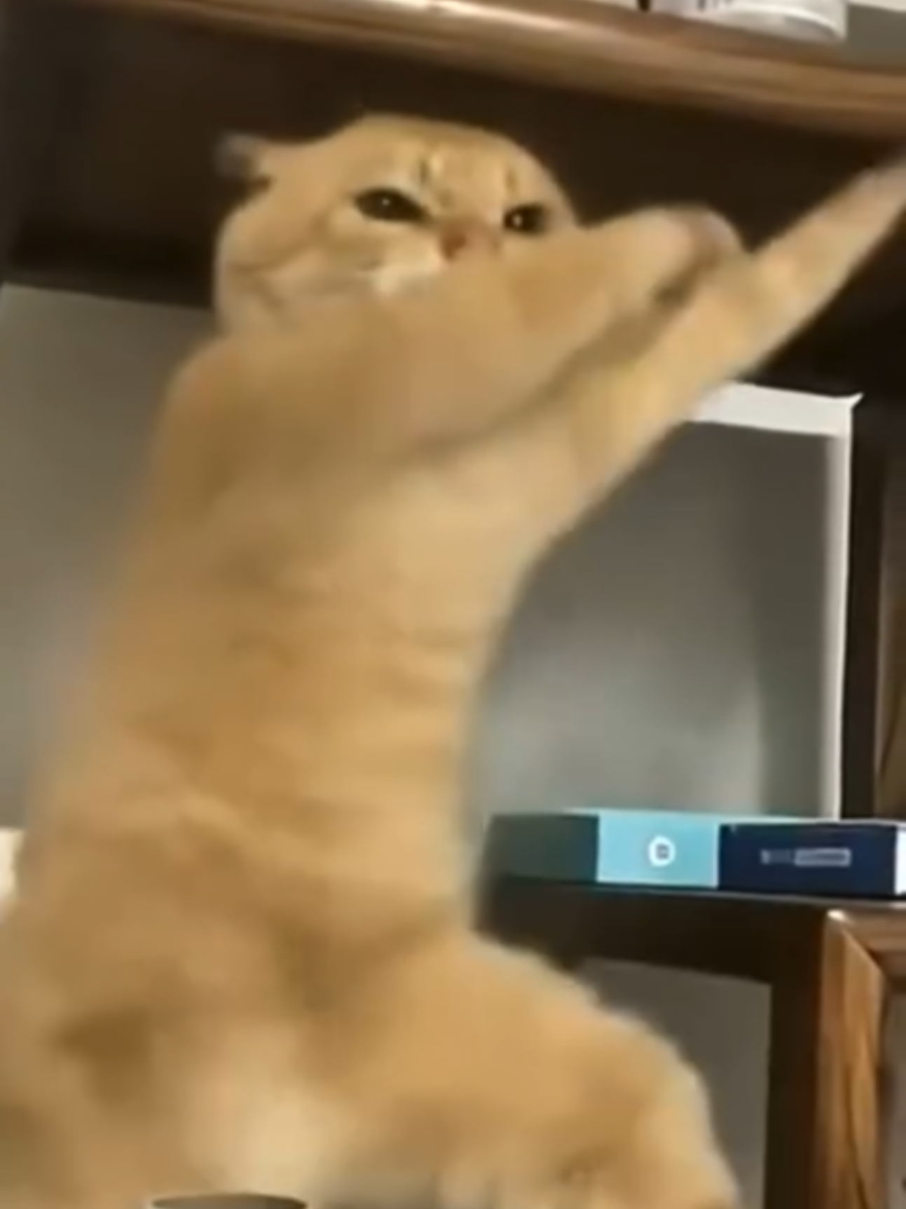 gato bailando rey del reageaton mexicano #bellakath #trend #Viral #tendencia #tiktok @BELLAKATH 👸🏻 