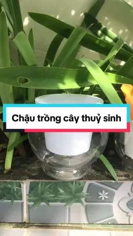 Chậu nhựa trồng cây thủy sinh #chaunhuatrongcay #chautrongcaythuysinh #thuysinh #trongcay 
