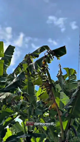 singkat padat crit🥰ninja SS 2014 merah ferari full modif hedon‼️orian tersimpan rapi,lokasi magelang,wa 085842879258#promoseruweekend #ninjass #pmijepang🇯🇵 #ninjahedon #mggarage 