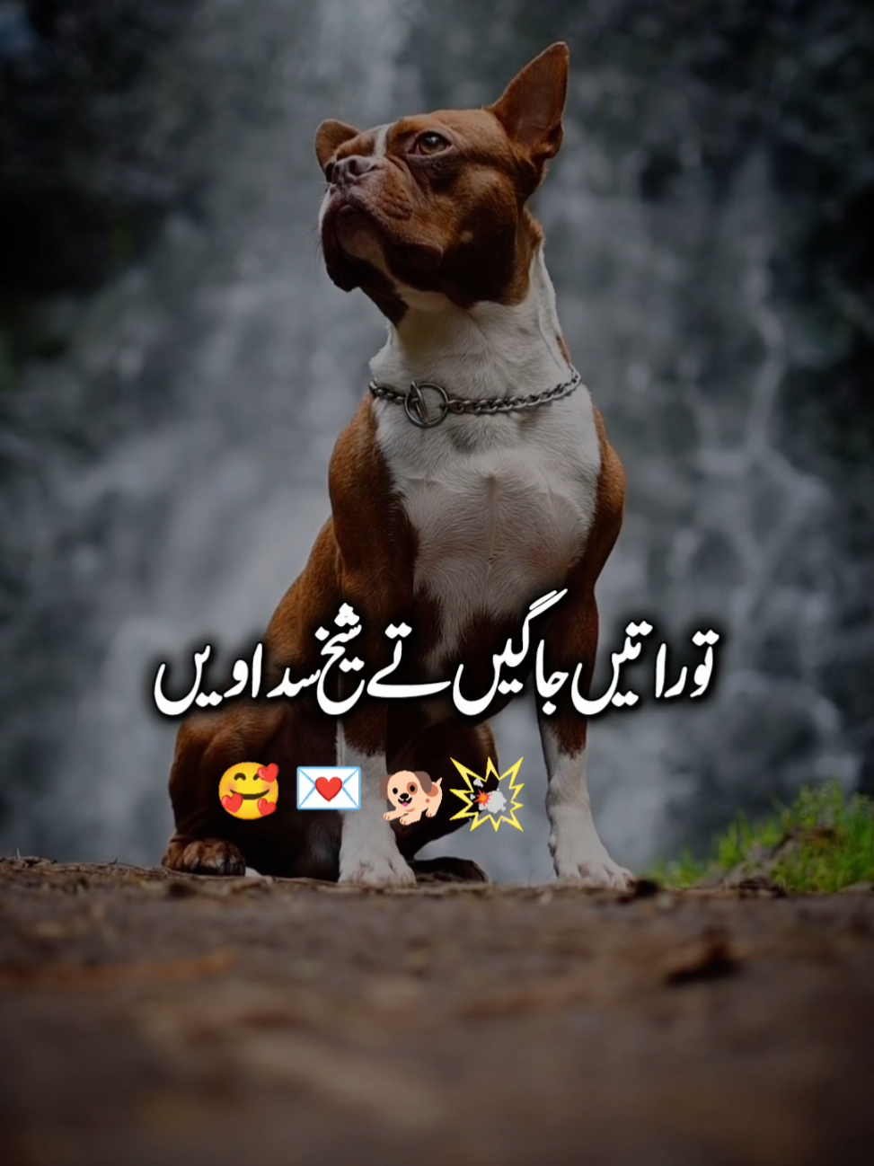 Kuttay Tay Thi Uttay 🐕🙌😞💐 #ajmalrazaqadri #islamic_video #قبلۂ_عاشقاں_رح #dogs #viralvideos @M Usman Ghani 