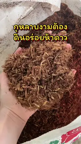 #ดินอร่อยห้าดาว #ดินปลูกกุหลาบ #มือใหม่ปลูกกุหลาบ #อบอุ่นชอบอยู่บ้าน #happycozy 