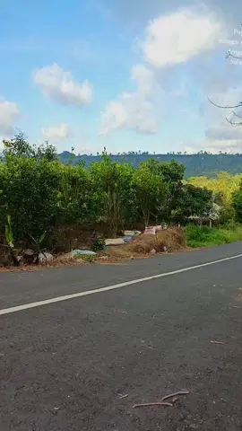 #petaniindonesia🇮🇩🇮🇩🇮🇩🌿🌿 #petanimilenialindonesia #viraltiktok #fyp #viraltiktok 