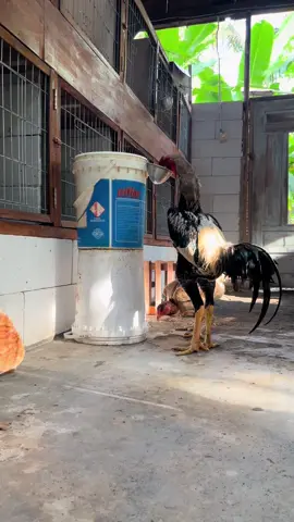 Indiogigante original #super #ayamjumbo #tiktokviral #indiogigante #purwokerto #kebasen #peternak #peternakindonesia 