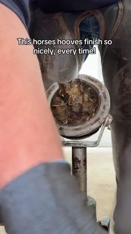 Shoeing horses with great hooves is what makes the job so much easier! Oh and let’s not forget. She stands sooooooooo nicely! 10/10 client 😍 #farrier #fyp #asmr #oddlysatisfyingvideo #hoofcare 