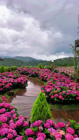 Một buổi chiều tại quán cà phê Đi Cùng Mưa ở Đà Lạt, đẹp mê 🥰🥰 📍 Đi Cùng Mưa ( 3Bis - Đống Đa ) #dalat #loinhodalat #dicungmua 