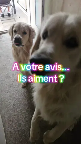 Alors ça... C'est validé +++ ici !!!! 👌 #goldenretriever #dogsoftiktok #goldenretrieverlife #dogmom #mamansolo 