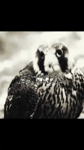#شيله #B #طير #fyp #شيلات 