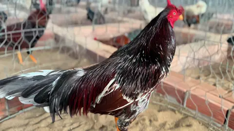 Xám bông 3kg1 vip nha anh em