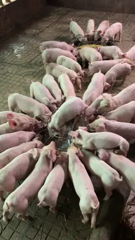 #66đồngtháp #channuoiheo 