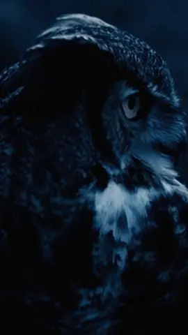 Burung hantu adalah burung pemangsa malam yang dikenal dengan mata besar, pandangan tajam, dan kemampuan terbang tanpa suara. Berikut fakta menarik tentang burung hantu: 🦉 Fakta Burung Hantu: Aktivitas Malam (Nocturnal): Burung hantu aktif berburu di malam hari. Pendengaran Super Tajam: Telinganya asimetris sehingga bisa mendeteksi lokasi mangsa dengan akurat, bahkan dalam gelap total. Kepala Bisa Berputar 270°: Lehernya sangat fleksibel, memungkinkan mereka melihat sekitar tanpa banyak bergerak. Bulu Khusus: Sayapnya memiliki struktur bulu yang meredam suara sehingga terbangnya hampir tak terdengar. Makanan: Memakan tikus, serangga, katak, bahkan burung kecil. Simbol Mistis: Di banyak budaya, burung hantu dianggap sebagai simbol kebijaksanaan, tapi di beberapa tempat juga dianggap pertanda misteri atau mistis. #CapCut #burunghantu #fyp #burung 