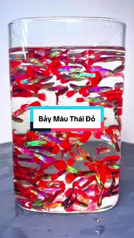 mang màu sắc tuyệt vời làm cho chiếc bể của anh chị xinh lung linh , dễ nuôi dễ chăm sóc thích hợp cho nhiều anh chị mới tập nuôi #xu #xuhuong #trending #viralvideo #trend 