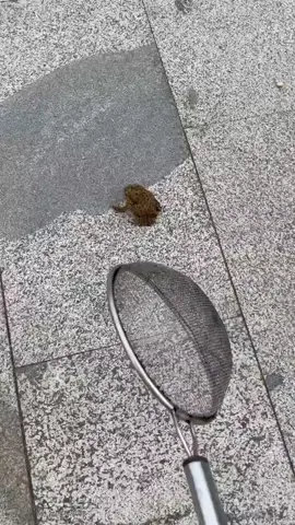 #foryou #foryoupage #100kviews #trending #তিন_বার_কপি_লিঙ্ক_করুন_প্লিজ🙏 