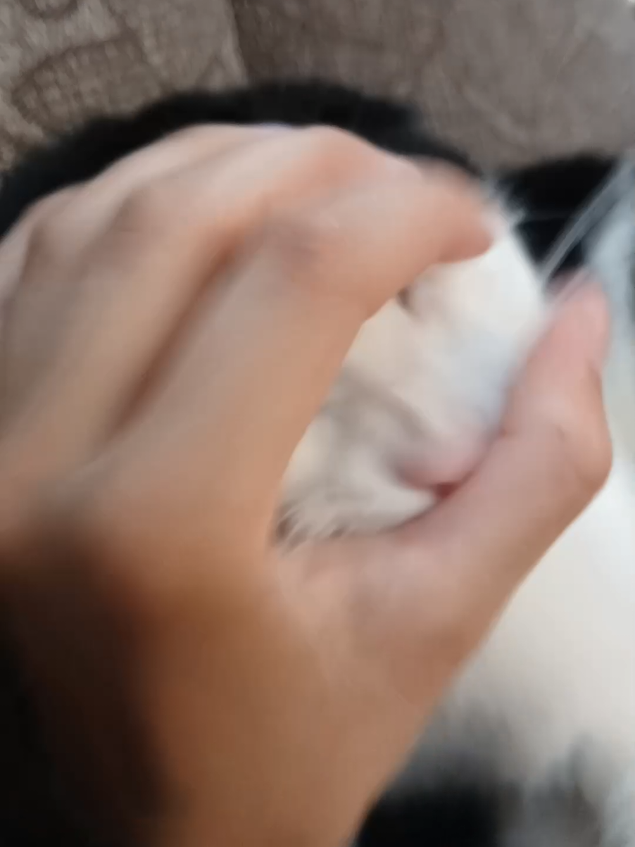 the pener Kalle  #cattok #chung #cat #kitty  #fyp 