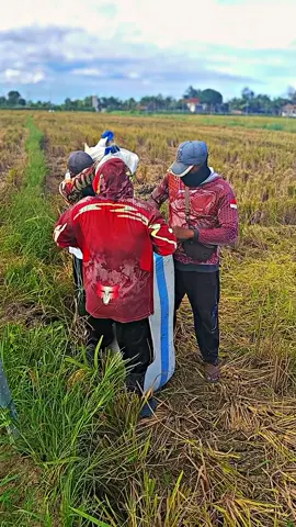 panggah oke bolo..🤙 #petanipadilampung #capcut #petanimuda #agriculture #combineharvester 
