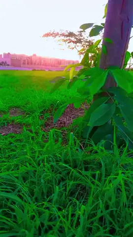 #التهامي #العميد