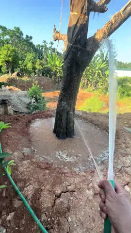 Hông ra tre chuẩn têt 