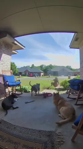 Dogs are also afraid of their mothers#dogsoftiktok #doglove #funnydogs #dog #funny 