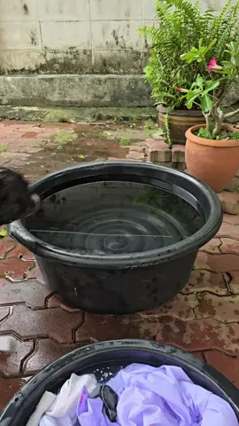 A little dog went out one day  (*^▽^)/★*☆♪ #ขนุนหมุนติ้ว  #frenchbulldog  #funnyvideo  #คลิปหมาน่ารัก 