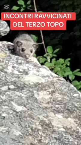 INCONTRI RAVVICINATI  DEL TERZO TOPO @FOLLOWER @free followers 99+ 
