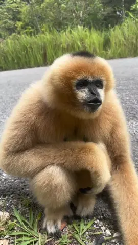 Động vật đáng yêu #xuhuong #petcute #animals #monkey #cute 