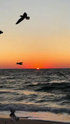 #море #одесса #осень2025 #чайки #рассвет 