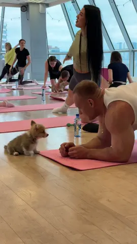 #корги #милота #коргищенок #йогасощенками #рекомендации 