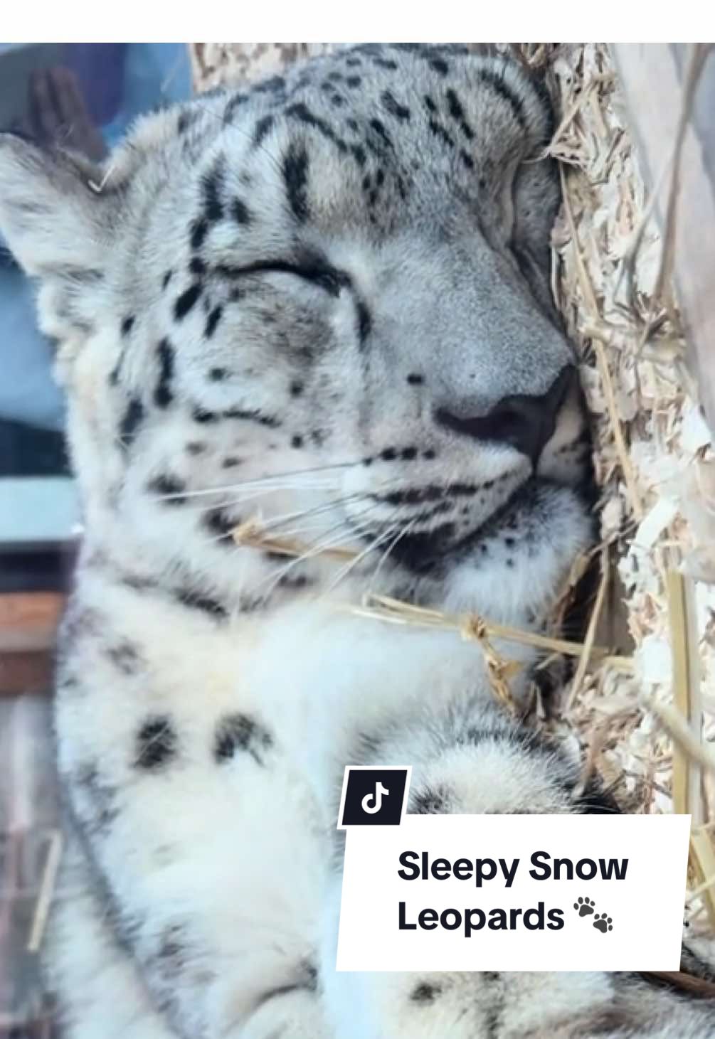 Sleepy Snow Leopards at the Welsh Mountain Zoo! 🐾 #snowleopard #bigcat #cat #silly #fyp 