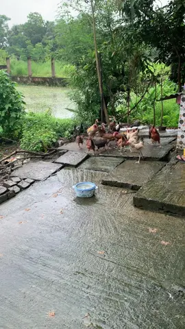 #foryoupage #bdtiktokbangladesh #nazmin1020 #mycooking1020 
