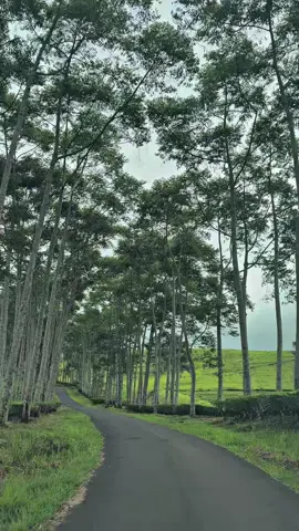 Liburan selesai. Gas kerja 🤣💪🏼🔥👍  #kebunteh #kabawetankepahiang #kepahiang #bengkulu 