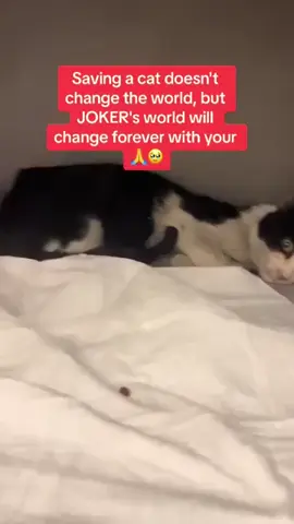 Saving a cat doesn't change the world, but JOKER's world will change forever 🙏🥹 Link in bio 🙏