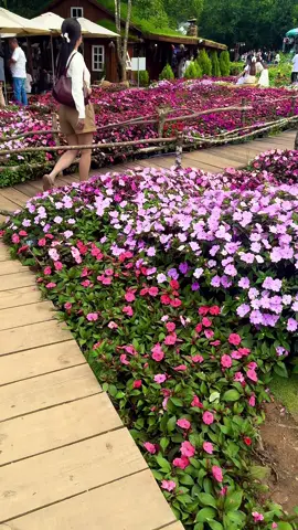 Anh đã hứa với tôi rằng, chờ sớm mai sim nở hoa…!!#viraltiktok #xuhuong 