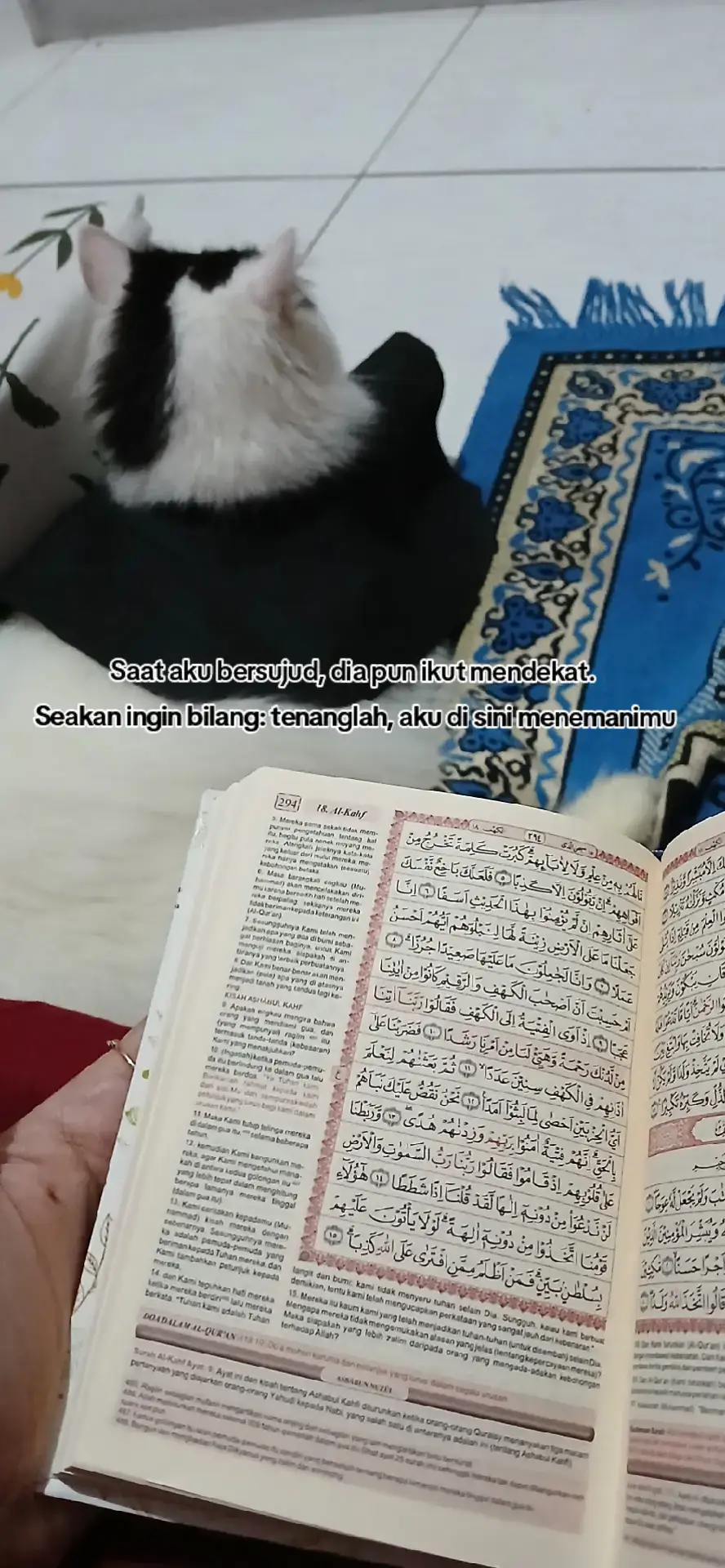 MoodBoster #VibesPositif #Catlovers #fyppppppppppppppppppppppp #catvibes