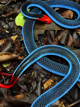 Deadly Beauty: The Malayan Blue Coral Snake