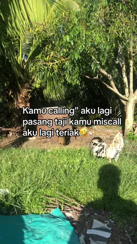 Aku lagi teriak🤣#fyppppppppppppppppppppppp #salamkakigetar🔥🔥🔥 #fypシ゚viral #ayamkutidaktakutmati #salamkakiriki🐓🐓 