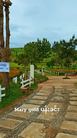 အောင်ပန်းနဲ့ပင်းတယကြားကmary gold ပန်းခင်းကြီး #ရှမ်းပြည်တောင်ပိုင်း  #ရှမ်းကောင်လေး  #kalaw  #naturevibes  #တွေးပြီးမှတင်ပါ  