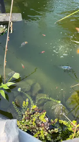 #justkeepswimming #fish #dory #nemo 