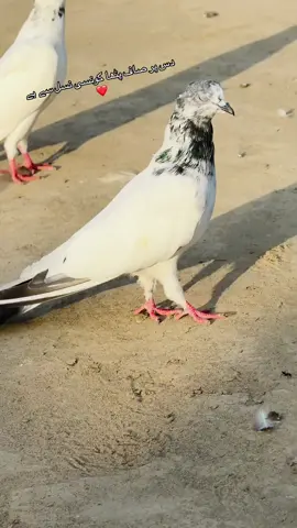 Masha Allah ❤️#pigeonlovers #apnashoq #niazibhai #fullforyou 