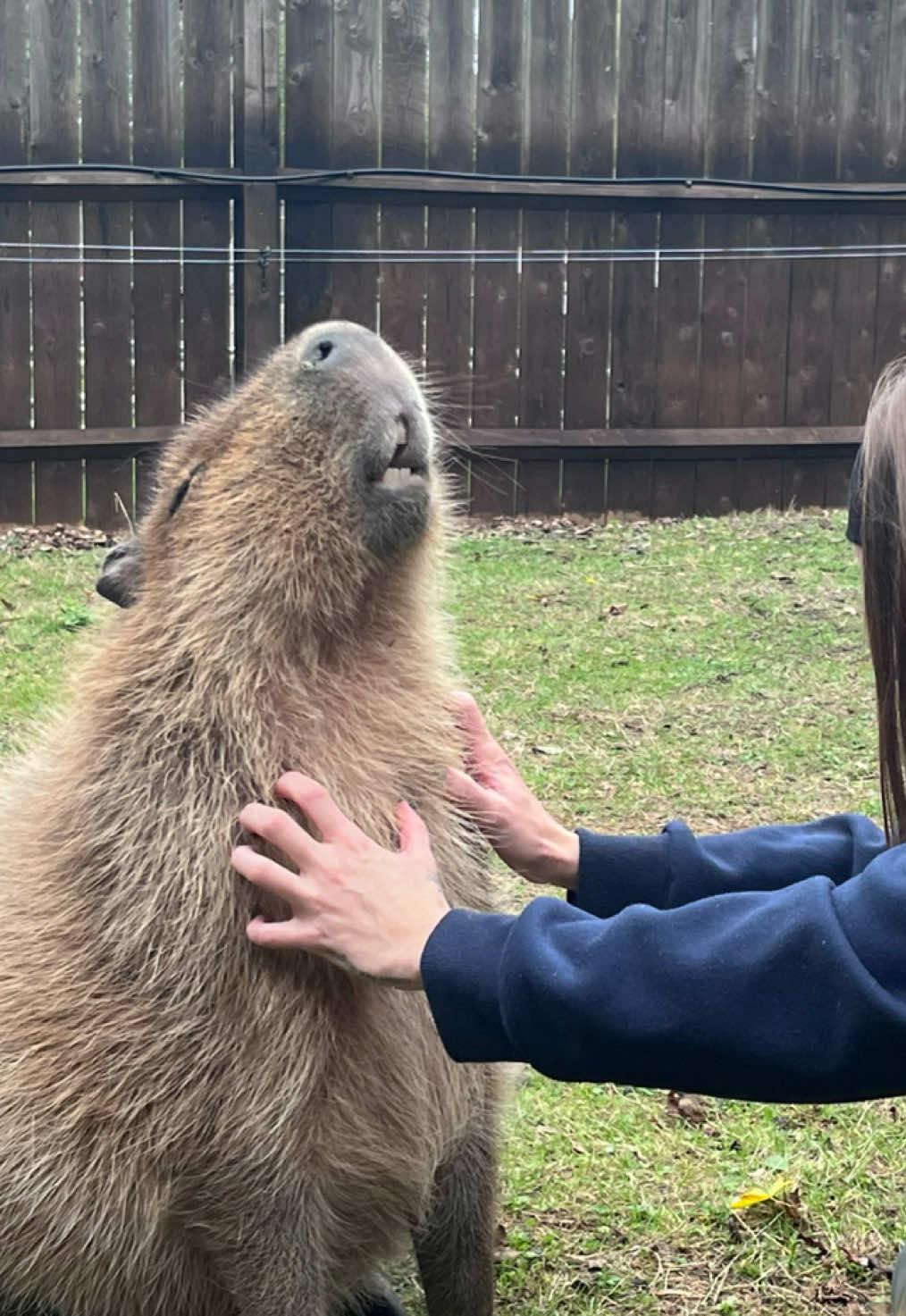 An incredible visit @Hobbledown Heath #capybara #carpincho #capybaratiktok #capybaramemes #animallover 