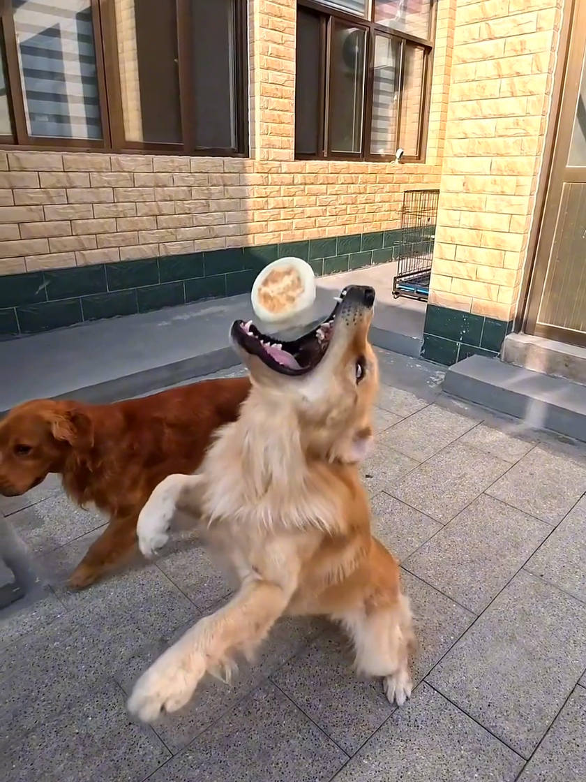 #dog #goldenretriever 