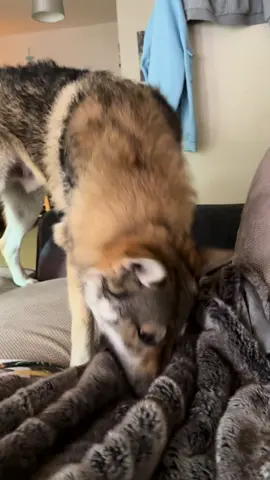 Fighting for the blanket again 😅😂😂#czekoslovakianwolfdog #lupocecoslovacco #lupcehoslovac #foruyou 