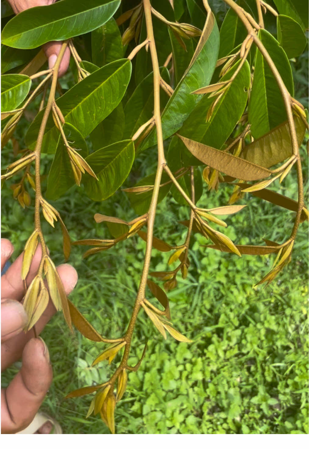 Bí quyết giúp vườn sầu riêng đi đọt đồng loạt. #welofarm #sầuriêng #siêuthicaygiongwelofarm #kythuatcaytrong #xuhuong 