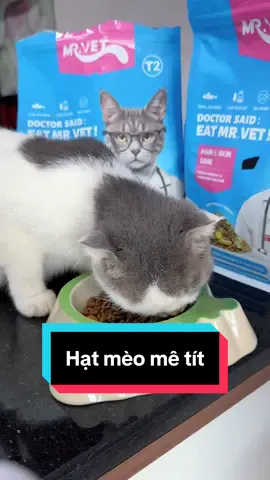 Từ giờ k phải lo meow lừoi ăn nữa rùi#mrvet #hạtmèo #catsoftiktok 