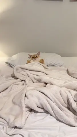 ညညဆိုရင် အချစ်ခံချင်သလိုလို လွမ်းသလိုလို ဆွေးသလိုလို 🤧🤧🤧#akyaingcat 