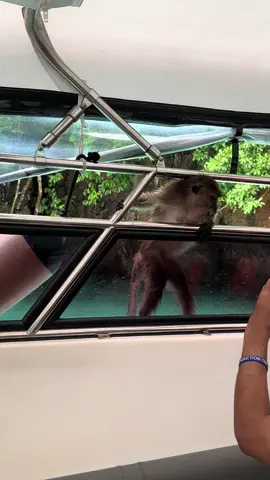 มาไงก่อน…ได้สักเรื่อง #monkey #thailand🇹🇭 #travel #phiphiisland #krabi 