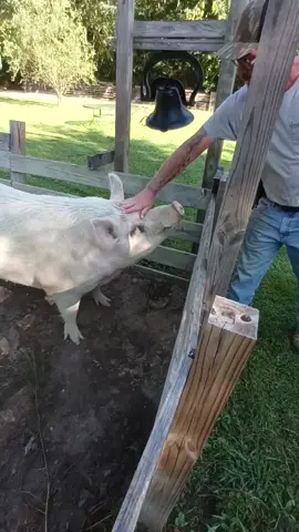 having fun yesterday morning  #foryoupage #animals #pets #PetsOfTikTok #pigsoftiktok 