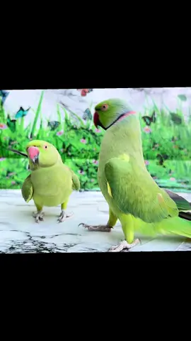 Indian Ringneck Talking Parrot #talkingparrot #ringneckparrot #shorts #parrot 