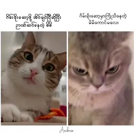 မင်းတို့လဲအတူတူပဲမဟုတ်လား👀 #fypシ゚ #fyp #xybca #foryou 