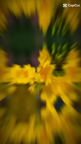 chuẩn bị đến tết 2026 rồi háo hức quá @Hóng Tết Bính Ngọ 2026 @Tết2026🧨🎉🎊🎊 