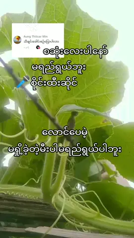 📺ပုံမှန်တင်ဖို့ကကို့အလုပ်📺 📺ဗြူးတက်တာမတက်တာကကံပေါ့📺#မရည်ရွယ်ပါဘူး #စိုင်းထီးဆိုင် #သီချင်းချစ်သူများအတွတ်☺️🎼🎵🎶 #foryou #fypシ゚viral🖤tiktok 